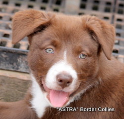 Red and white, Male, medium to rough coated, border collie puppy